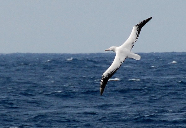 the birds range from  the graceful wandering albatross that soar overhead with their 3 meter wing span to ....