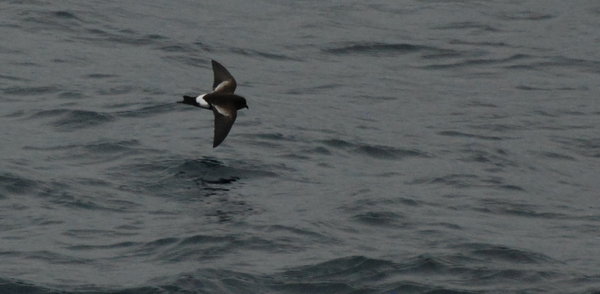 .....tiny flappy storm petrels that flit about just above the water
