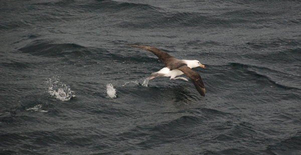 a Black-browed Albatross trying to get out of our way