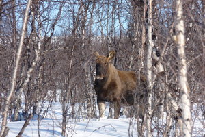 Moose hiding in the trees