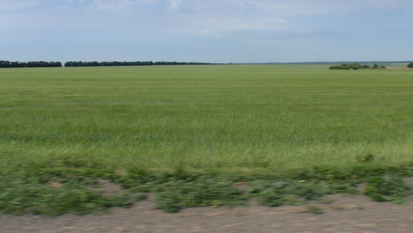 typical giant wheat field