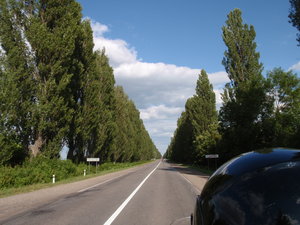 more tree lined roads