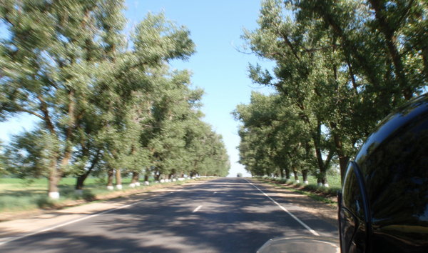 tree lined roads