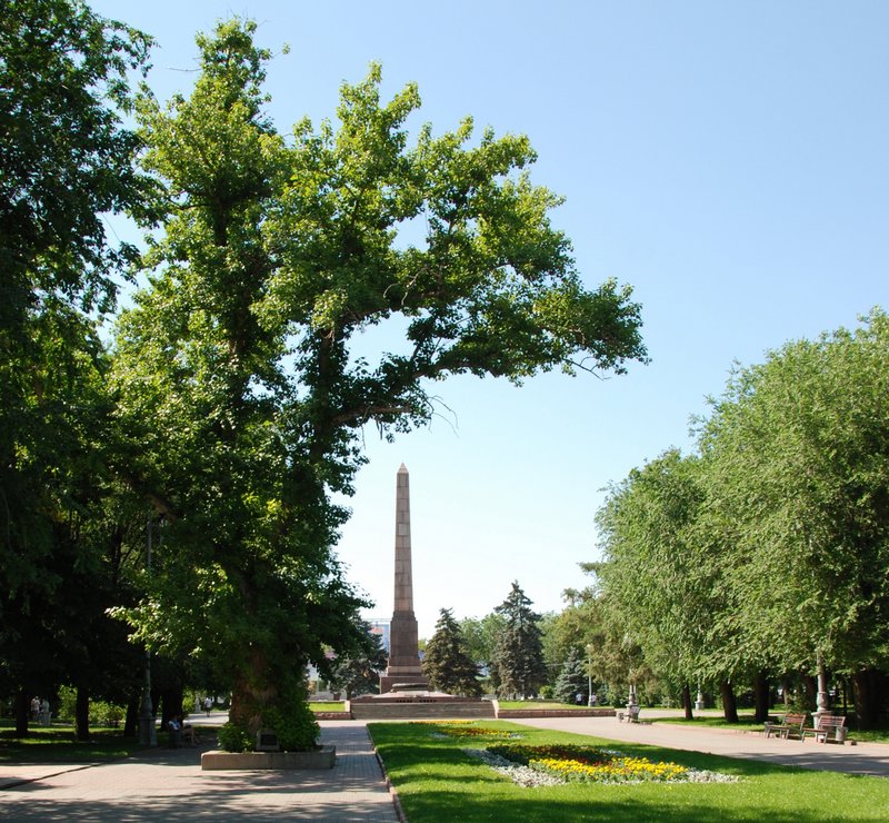 Square of the Fallen Fighters - the last poplar tree