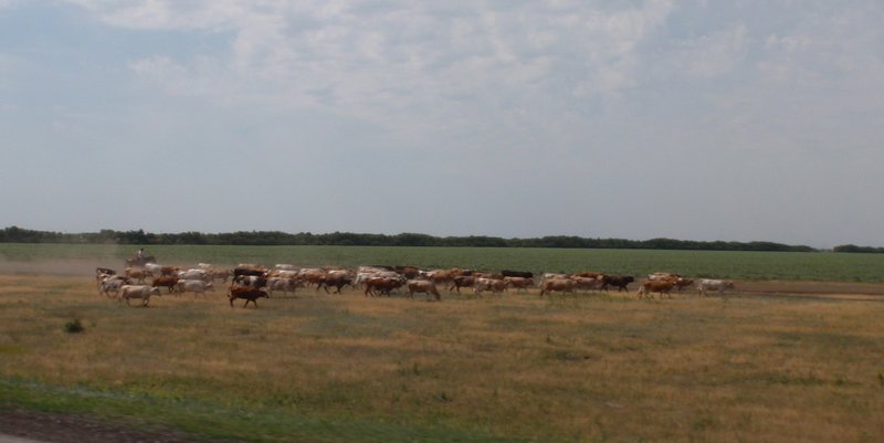 a cowboy herding his cattle - a rare sight