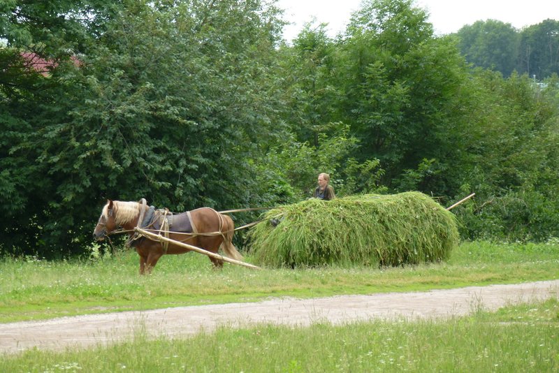 harvesting the traditional way