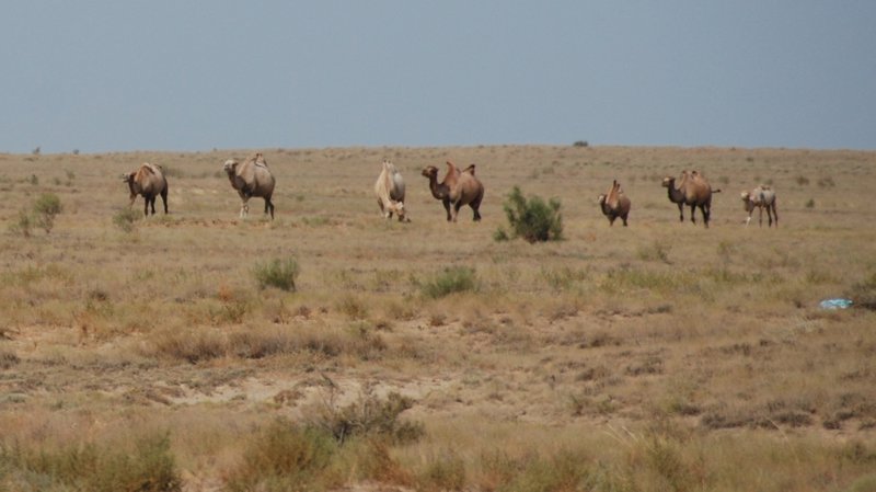 ... there's camels