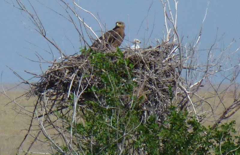 most of the nests have chicks peeking out