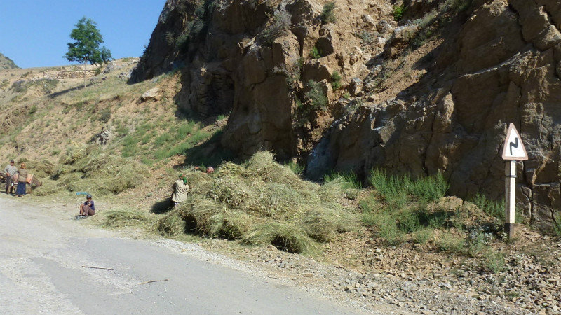 locals harvesting the road side grass