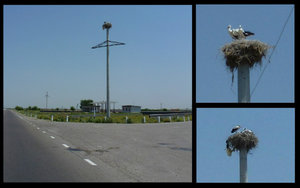 lucky storks on the telegraph poles