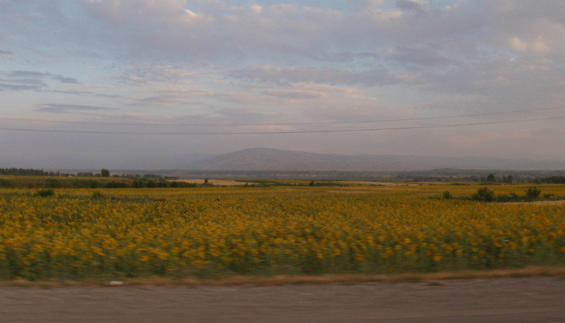  ...and vast sunflower fields.