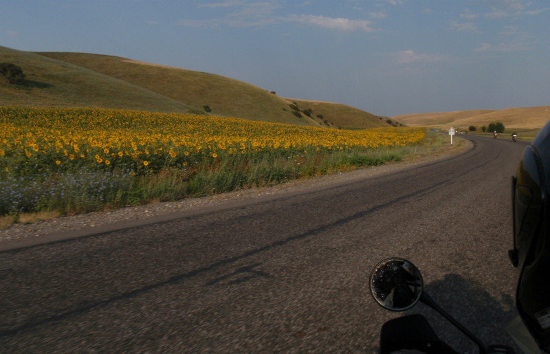 back riding through the rolling hills and yet more sunflowers