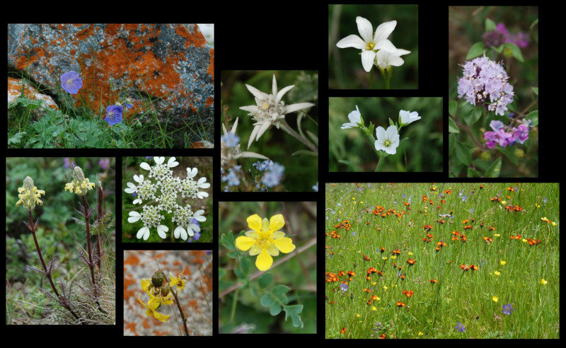 some very familiar wild flowers