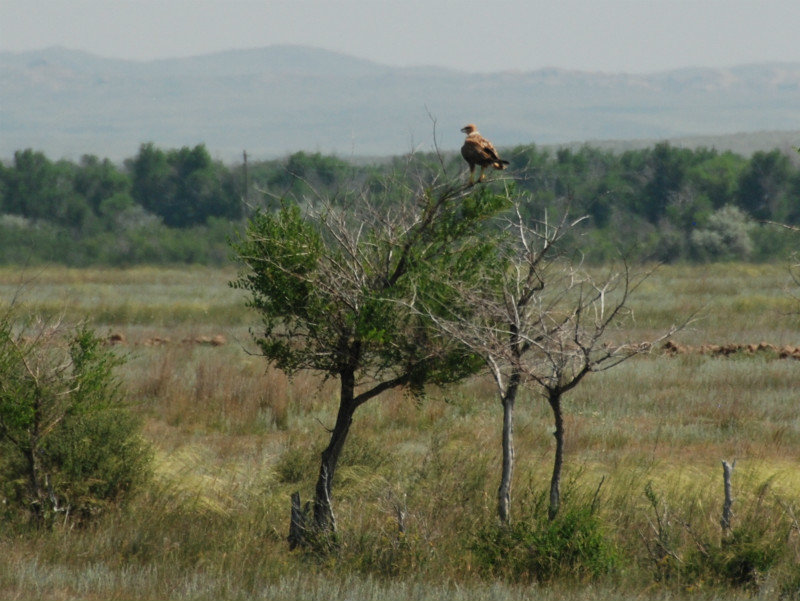 as in western Kazakhstan the roads are lined with stumpy trees in which enormous eagles perch