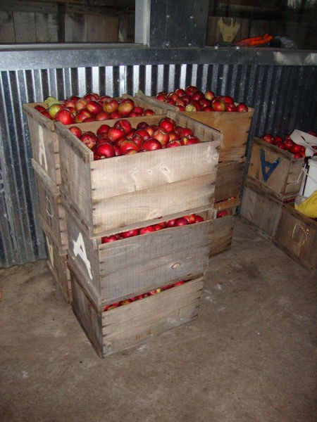 Apples we picked today