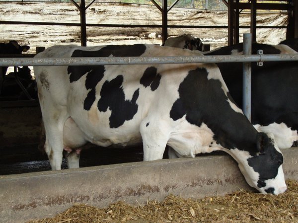 milking cow at the dairy