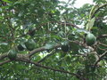 Loaded avocado tree