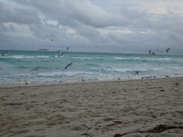 Miami beach birds