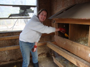Scraping out the chicken coop