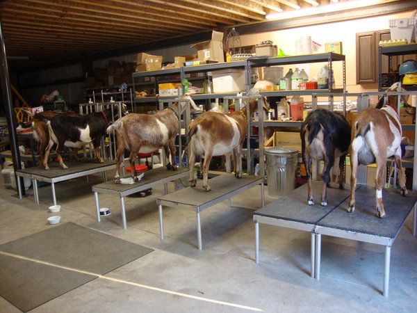 Milking stands full of goats and ready to wrangle for milking