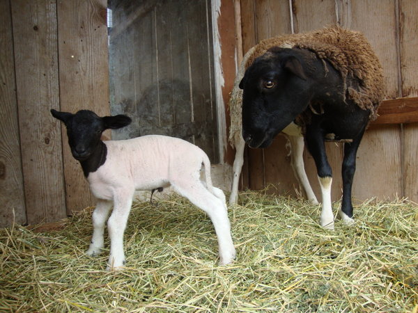 2 day old lamby & Mama