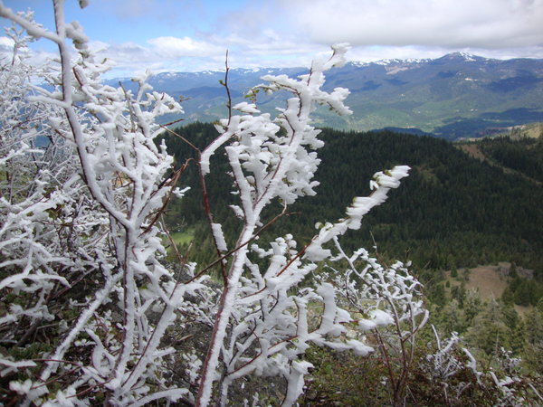 Frozen branches on top of Pilot Rock, outside of Ashland  - in June! brrr