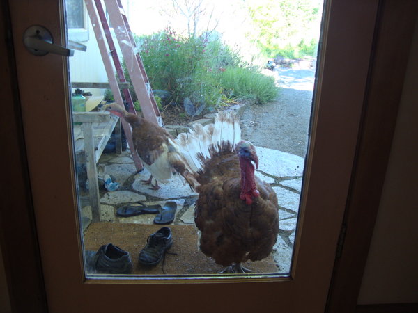 Turkey at your door?