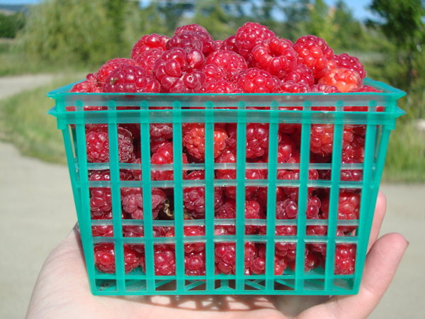 Fresh picked raspberries, mmm