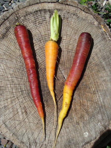 Carrots from Dave's Garden