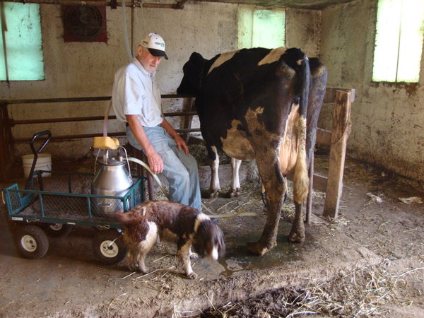 Dan milking the cow with his dog, Greta in Howard Lake, MN