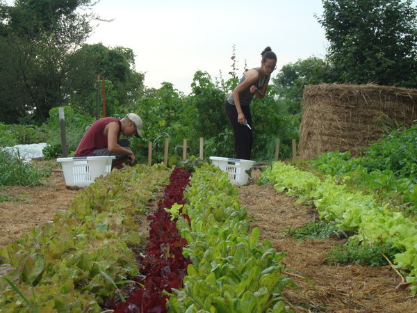 Kris & Katherine picking lettuce