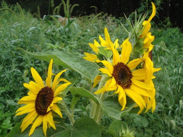 abundant sunflowers
