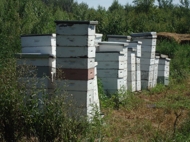 Garden Farme bees = delicious honey