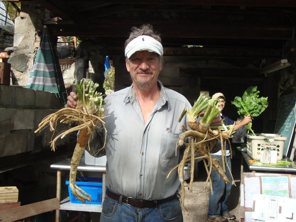 Dave holding up freshly dug horseradish roots