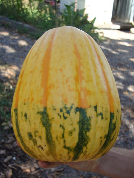 pumpkin/squash hybrid found growing in the compost pile