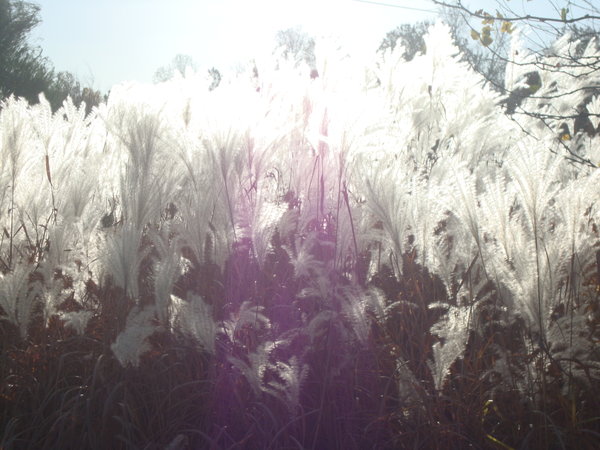 Pampas grass in the sun