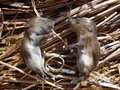 Dead baby moles I found resting in the hay bale. I think they're cute, even if it's kind of sick.