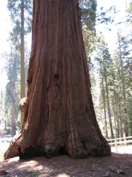 Sequoia Tree Trunk