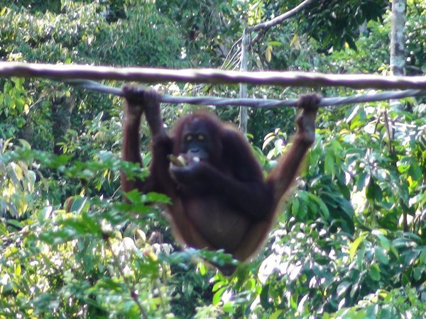 Orangutan Centre