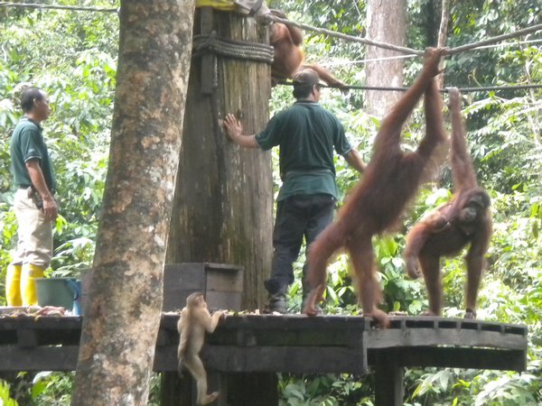 Orangutan Centre