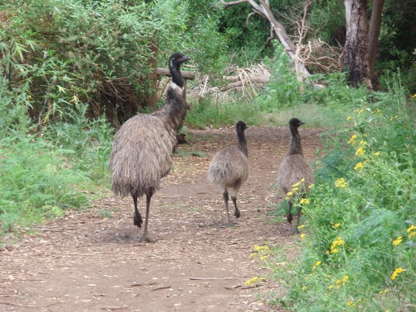 Emus at Tower Hill National Park