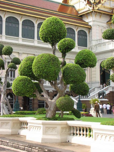 Trees in the Royal Palace