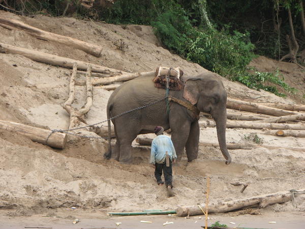 Working Elephant