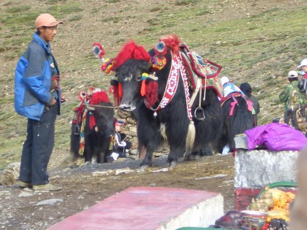 Pimp my Yak (Tibet)