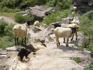 Sheep not leaping gorge (Yunnan)
