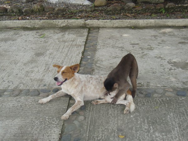 A dog getting a flea-clean!