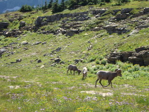 big-horned sheep at Logan Pass
