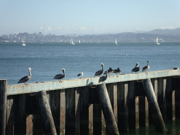 Pelicans on wharf in Tiburon