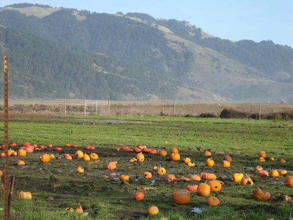 pumpkins in field near stinson Beach