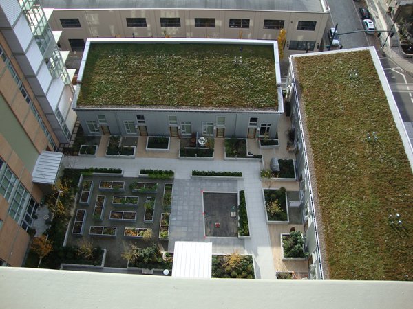 a green roof